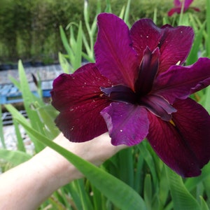 3 Red Velvet Elvis Louisiana Iris - 3 MATURE BLOOMING SIZE Plants / Fans - Award Winning