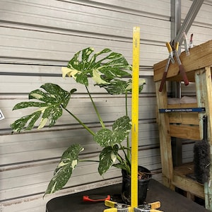 May include: A potted Monstera plant with large, green leaves speckled with white variegation. A yellow ruler stands next to the plant, and yellow clamps and red tools are on the table. The plant is in a black pot.