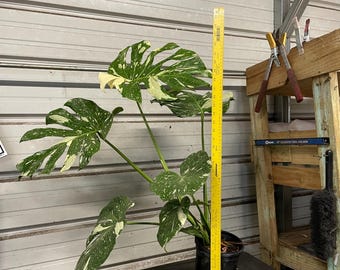 Monstera "Thai Constellation’  - Large 1 Gallon Size Plant - All with Multiple Leaves - All Photos of Our Plants (no stock photos)