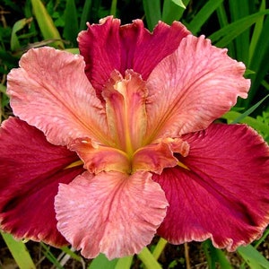 May include: A close-up of a vibrant red and pink iris flower with ruffled petals. The flower has a yellow center and is in full bloom.