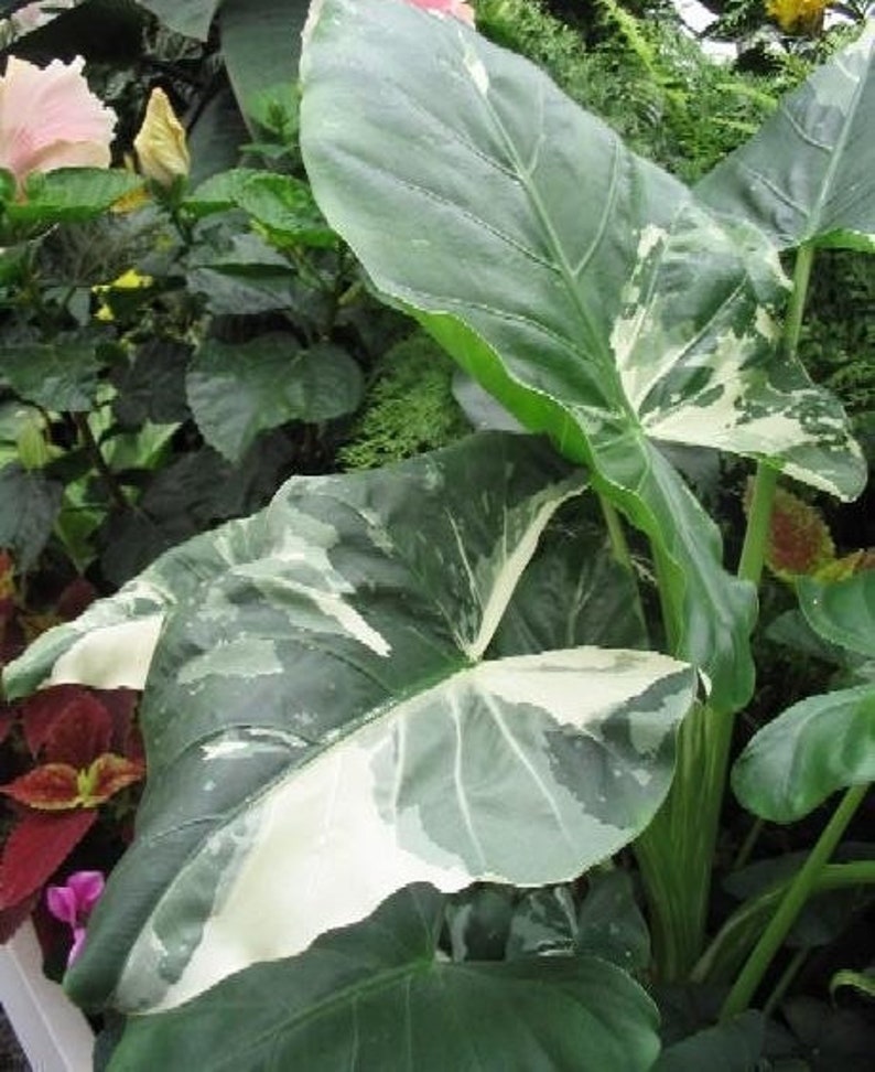 Variegated Odoro Alocasia Elephant Ear Plant Etsy