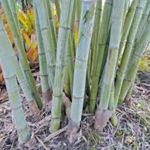 Angel Mist "The Ghost" Clumping Non-Invasive Bamboo - White Bamboo- Dendrocalamus minor - 1 Gallon Size Plant, Currently 4+ Feet Tall