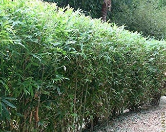 20 Fernleaf Clumping Bamboo/Bambusa- 20 Value Priced Divisions / Starter Plants - Approx 15" Tall