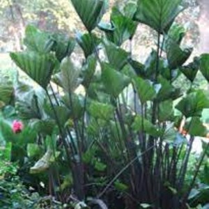 Puede incluir: Un gran grupo de plantas tropicales de color verde oscuro con hojas grandes y anchas. Las plantas tienen tallos altos y oscuros.