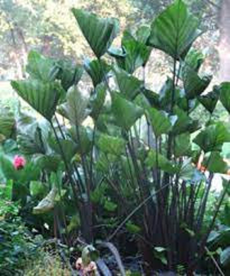 Colocasia Tea Cup Elephant Ear 1 Gallon Size Currently 2 Etsy