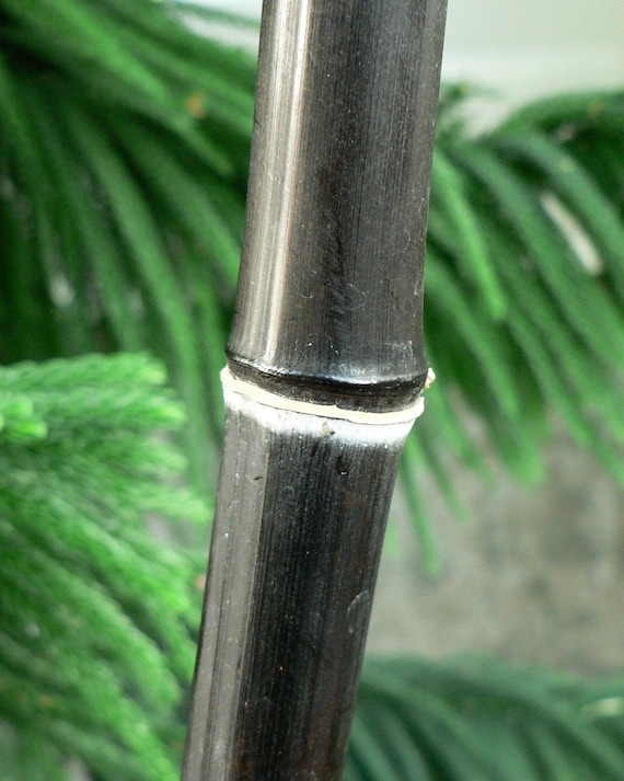 Black Bamboo Plant - Phyllostachys Nigra - 1 Gallon Plant b - Etsy Polska