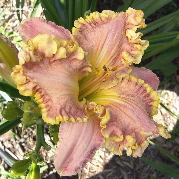 LOST TAG SALE!! - Could be Any of the Following Daylilies - Please See Pictures!!  All Higher Priced Daylilies - 3 Fans / Plants