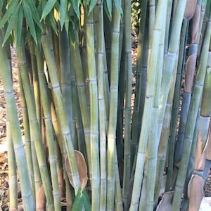 Angel Mist "The Ghost" Clumping Non-Invasive Bamboo - White Bamboo- Dendrocalamus minor - 1 Gallon Size Plant, Currently 4+ Feet Tall
