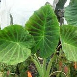 Op de afbeelding: Close-up van grote, hartvormige, groene bladeren met prominente nerven. De bladeren hebben een textuur en zijn gerangschikt in een cluster. De plant is waarschijnlijk een olifantsoorvari&euml;teit, bekend om zijn opvallende blad.