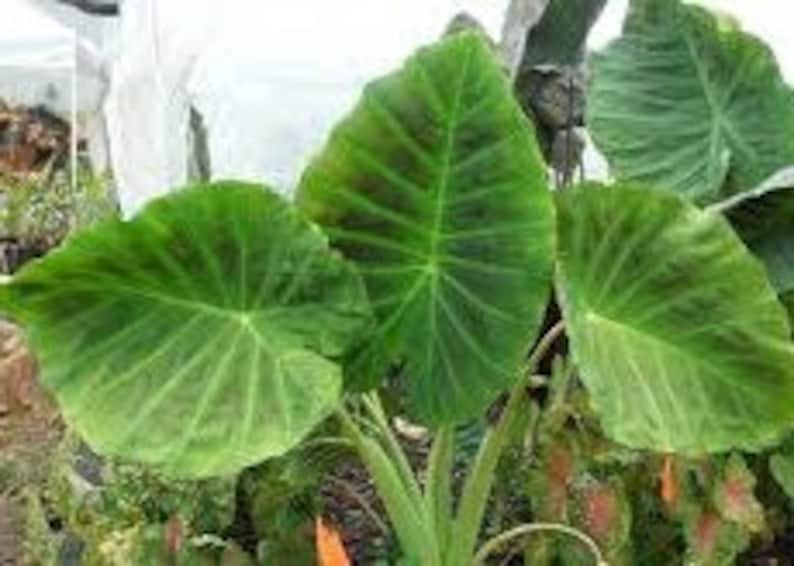 Op de afbeelding: Close-up van grote, hartvormige, groene bladeren met prominente nerven. De bladeren hebben een textuur en zijn gerangschikt in een cluster. De plant is waarschijnlijk een olifantsoorvari&euml;teit, bekend om zijn opvallende blad.