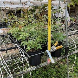 以下が含まれることがあります： 緑の葉と赤い蕾を持つ鉢植えのバラの木が、金属製の棚に並んでいます。黄色の定規と剪定ばさみも確認できます。植物は黒いプラスチックの鉢に入っており、温室の中にあります。