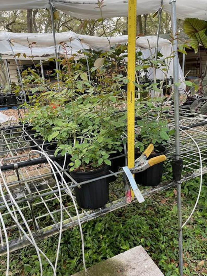 以下が含まれることがあります： 緑の葉と赤い蕾を持つ鉢植えのバラの木が、金属製の棚に並んでいます。黄色の定規と剪定ばさみも確認できます。植物は黒いプラスチックの鉢に入っており、温室の中にあります。