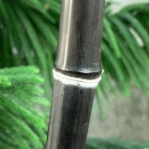 May include: Close-up of a black bamboo stalk with a white band around it. The bamboo is smooth and has a natural sheen.