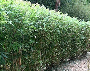 Fernleaf Clumping Bamboo/Bambusa- 1 Value Priced Division - Approx 15" Tall