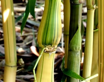 Yellow / Painted Buddha Belly Bamboo - Bambusa ventricosa 'Kimmei - 1 Division / Starter Plant Approximately 15" Tall- Clumping Non-Invasive