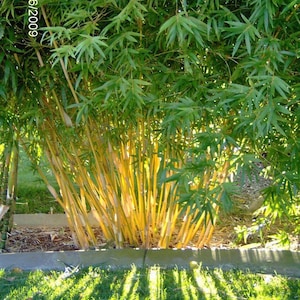 Bambusa Alphonse Karr / Golden Hedge Clumping Bamboo - 1 Value Priced Division - Approx. 15" Tall