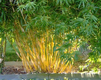 Bambusa Alphonse Karr / Golden Hedge Clumping Bamboo - 1 Value Priced Division - Approx. 15" Tall