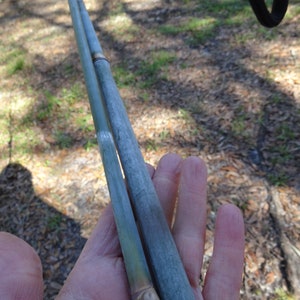 Blue Timber Clumping Bamboo/Bambusa- 1 Value Priced Division - Approx 15" Tall b image 4