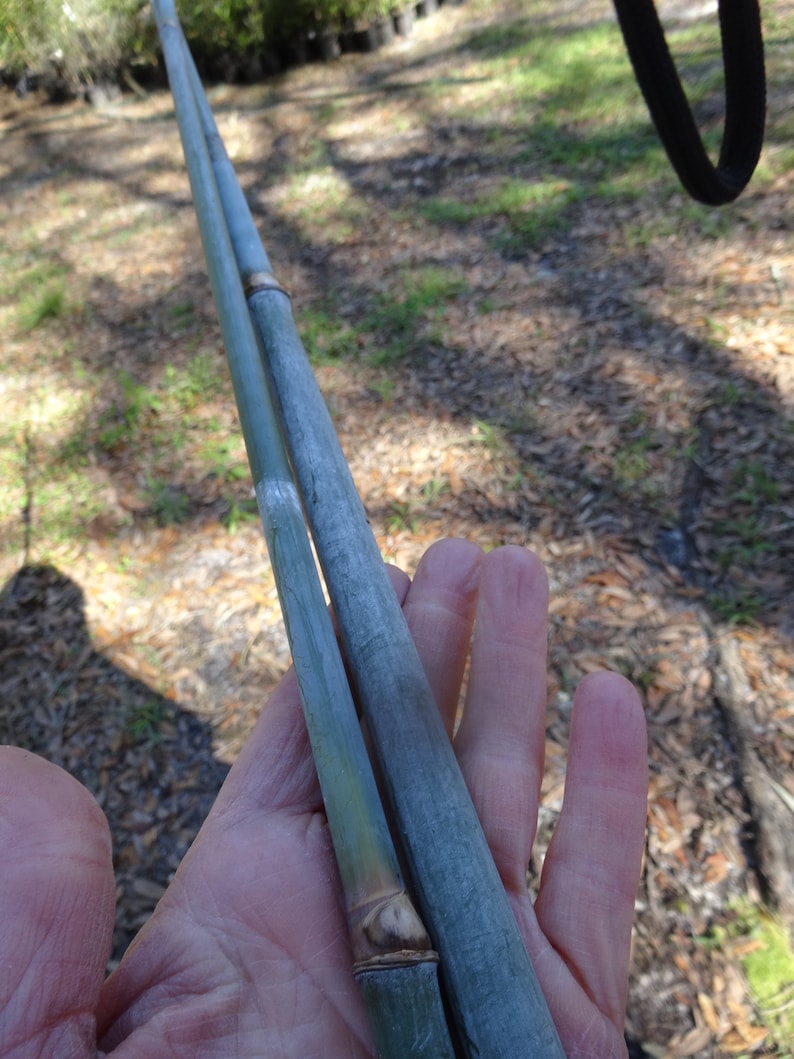 Blue Timber Clumping Bamboo/Bambusa- 1 Value Priced Division - Approx 15" Tall b image 4