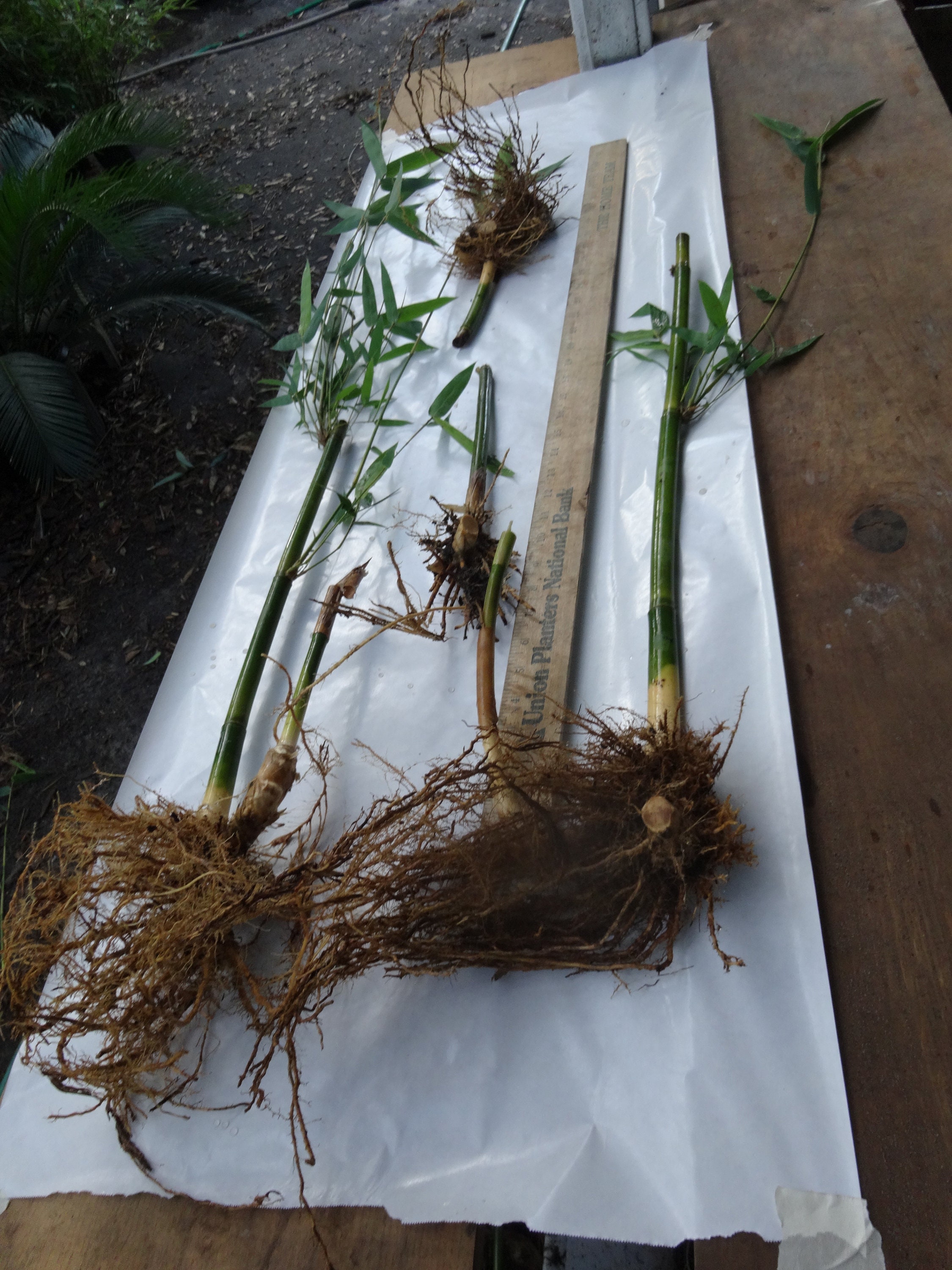 Bambusa Multiplex - Green Hedge Bamboo - 10 DIVISIONS / STARTER