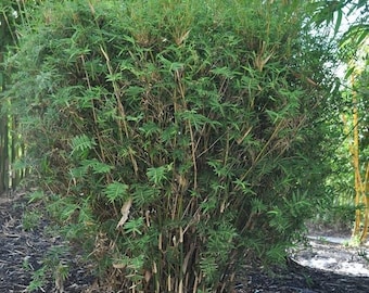 Bambú aglomerante de hojas de helecho - Bambusa "Fernleaf" - Seto insonorizante - Tamaño de 1 galón