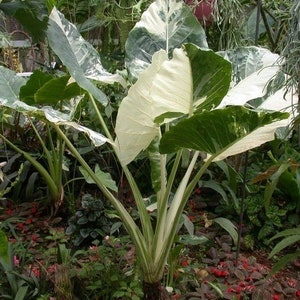 Alocasia Gageana Albo-Variegated | U.S Only - Very Nicely Variegated - 1 Gallon Size