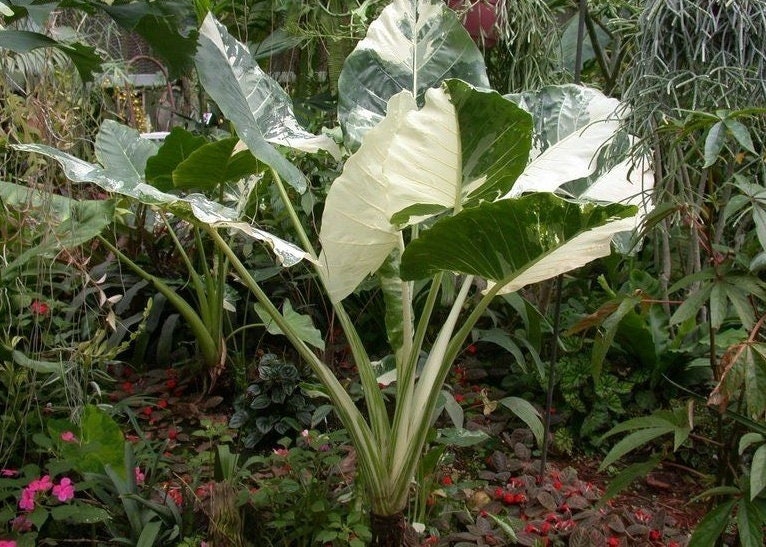 Alocasia Gageana Albo-variegated | U.S Only - Very Nicely Variegated - 1  Gallon Size - Etsy