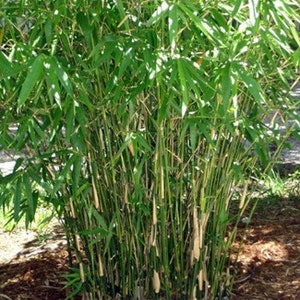 Bambusa multiplex Green Hedge Clumping Bamboo 1 Gallon Size Clumping, Non-Invasive image 2