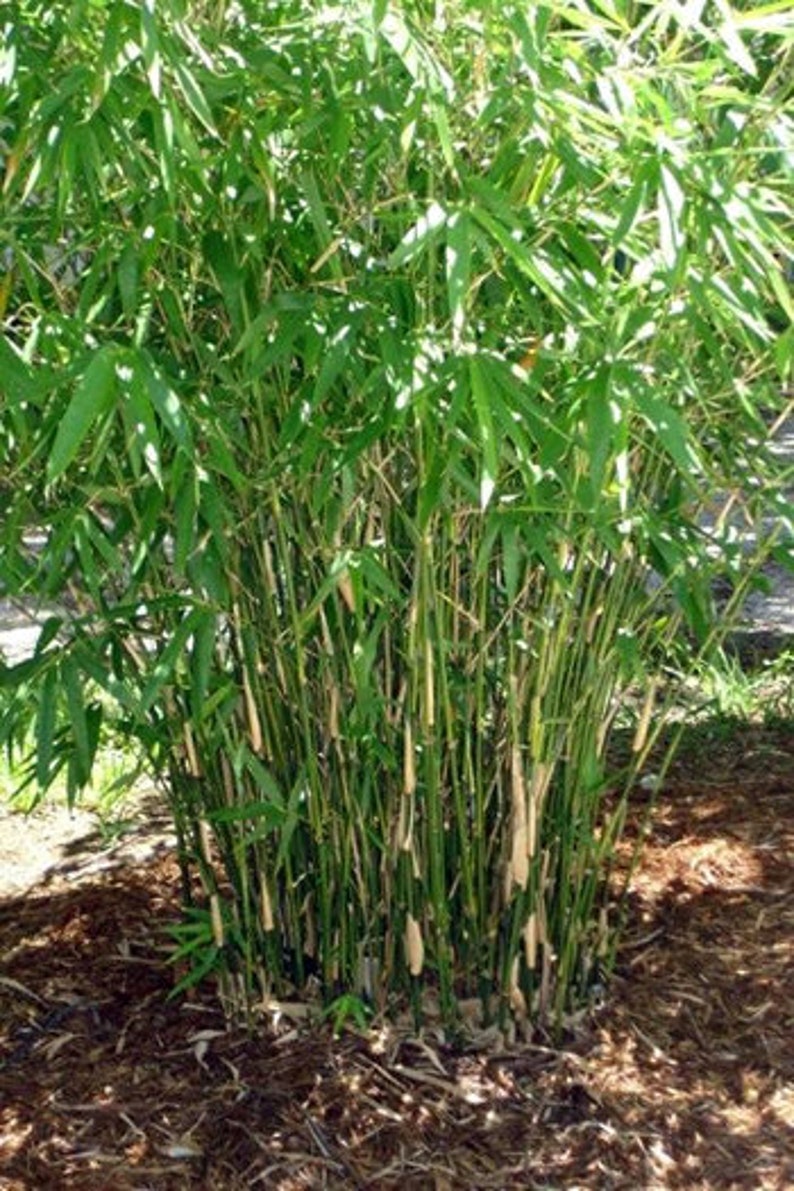 Bambusa multiplex Green Hedge Clumping Bamboo 1 Gallon Size Clumping, Non-Invasive image 2