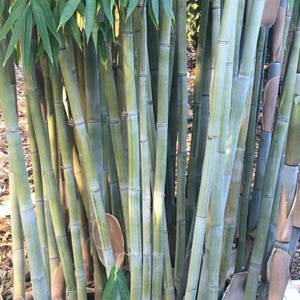 Angel Mist "The Ghost" Clumping Bamboo - Dendrocalamus minor - 1 Value Priced Division - Approximately 15" Tall