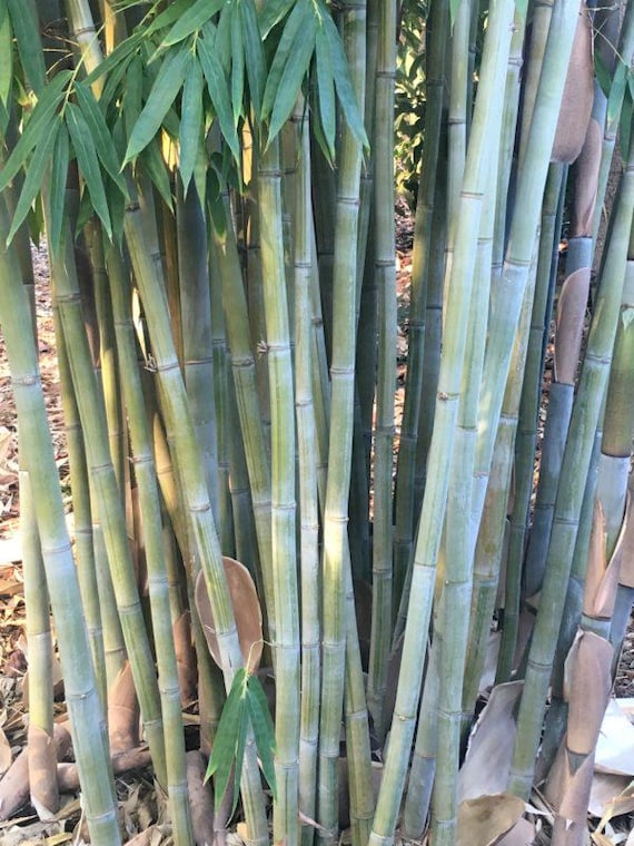 Angel Mist "the Ghost" Clumping Bamboo - Dendrocalamus Minor - 1 Value  Priced Division - Approximately 15" Tall - Etsy