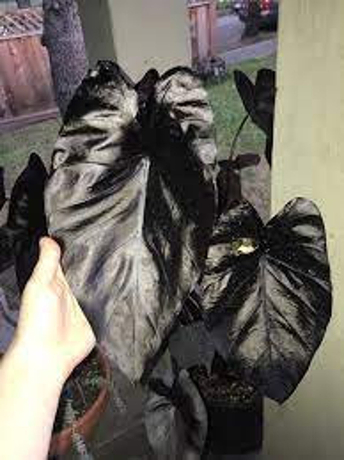 Electric Blue Gecko Colocasia / Elephant Ear / Taro 1 Gallon Etsy