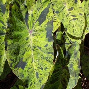 Mojito Colocasia / Elephant Ear / Taro - 1 Gallon Pot