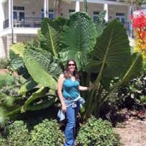 Borneo Giant Alocasia / Elephant Ear / Taro - 1 Gallon Size