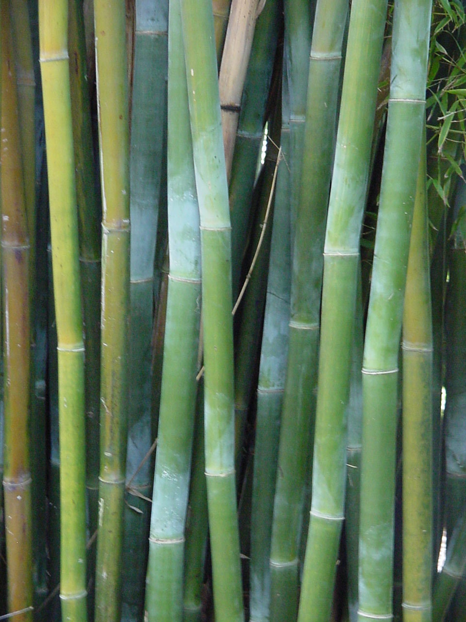 Bambusa Textilis 'kanapaha' – Wong Chuk / Royal / Giant Weavers
