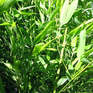 Phyllostachys Bissetti/David Bisset Bamboo-Very Cold Hardy Down to 15 Degrees image 2