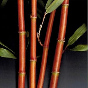 Red Temple Bamboo / Narihira Bamboo  Semiarundinaria fastuosa - 1 Gallon Size Plant