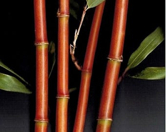 Bambú del Templo Rojo / Bambú Narihira Semiarundinaria fastuosa - Planta de 1 galón