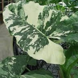 Large Alocasia Gageana Albo-Variegated | U.S Only - Very Nicely Variegated - 1 Gallon Size