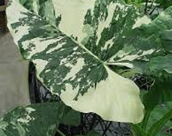 Large Alocasia Gageana Albo-Variegated | U.S Only - Very Nicely Variegated - 1 Gallon Size