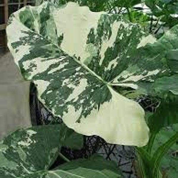 Large Alocasia Gageana Albo-Variegated | U.S Only - Very Nicely Variegated - 1 Gallon Size