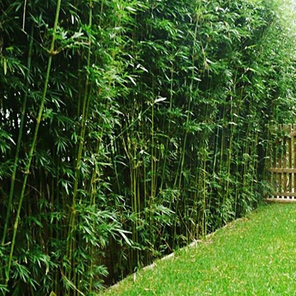 Bambusa multiplex - Green Hedge Bamboo - 1 DIVISION / STARTER SIZE - Clumping Bamboo