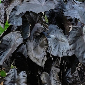 Black Coral Colocasia / Elephant Ear, Large 1 Gallon Size!