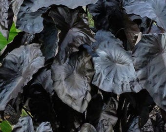 Black Coral Colocasia / Elephant Ear, Large 1 Gallon Size!