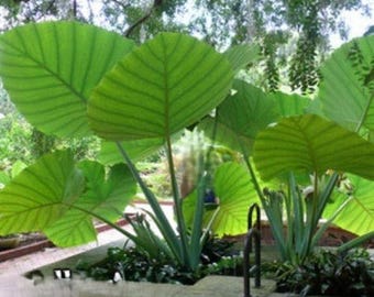 Thailand Giant Colocasia / Elephant Ear / Taro - 1 Gallon Size