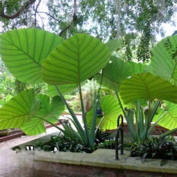 Thailand Giant Colocasia / Elephant Ear / Taro - 1 Gallon Size - Etsy Israel