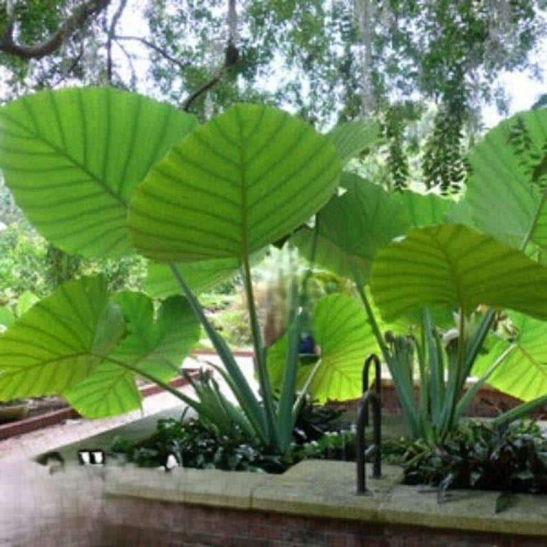 Thailand Giant Colocasia / Elephant Ear / Taro - 1 Gallon Size - Etsy Israel
