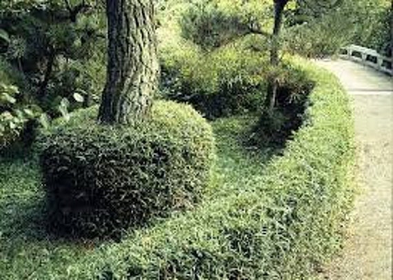 Fernleaf Bamboo/Bambusa 4 Plants Highly Prized Sound Blocking Hedge g Fernleaf Bamboo/Bambusa 4 Plants Highly Prized Sound Blocking Hedge g