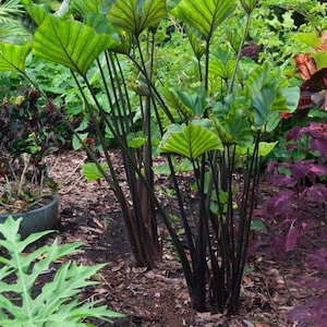 Colocasia – Oreja de elefante en taza de té – Tamaño de 1 galón. Actualmente mide de 2 a 3 pies de altura. imagen 1