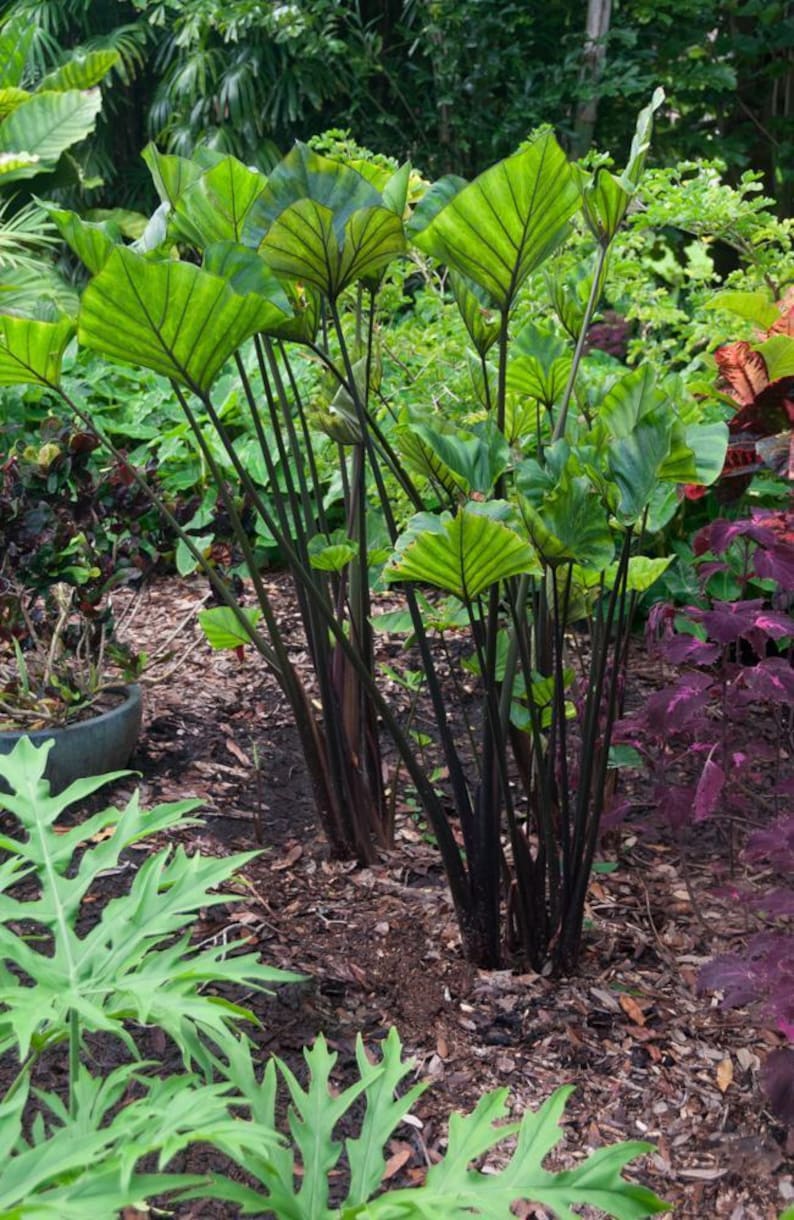Colocasia – Oreja de elefante en taza de té – Tamaño de 1 galón. Actualmente mide de 2 a 3 pies de altura. imagen 1